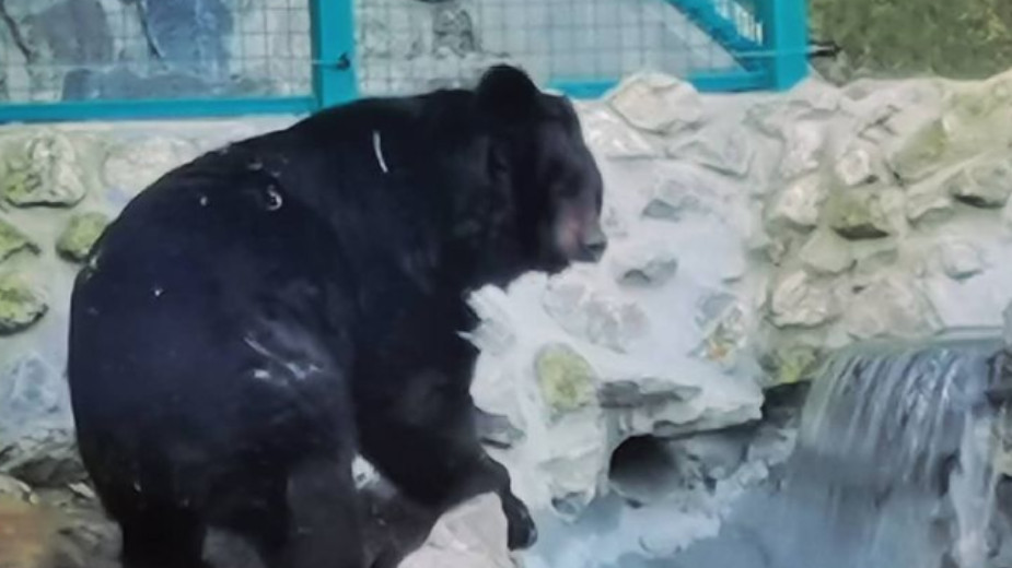 Šta nam o vremenu govori jutrošnje ponašanje medveda u zoo vrtovima u Beogradu i Paliću? 1
