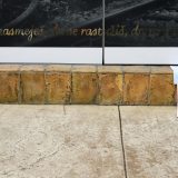 Vučević: Balašević nije želeo spomenike i ulice njegovim imenom 10