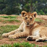 Varhelji i Viola Fon Kramon uključili se u pitanje zbrinjavanja lava iz Gnjilana 6