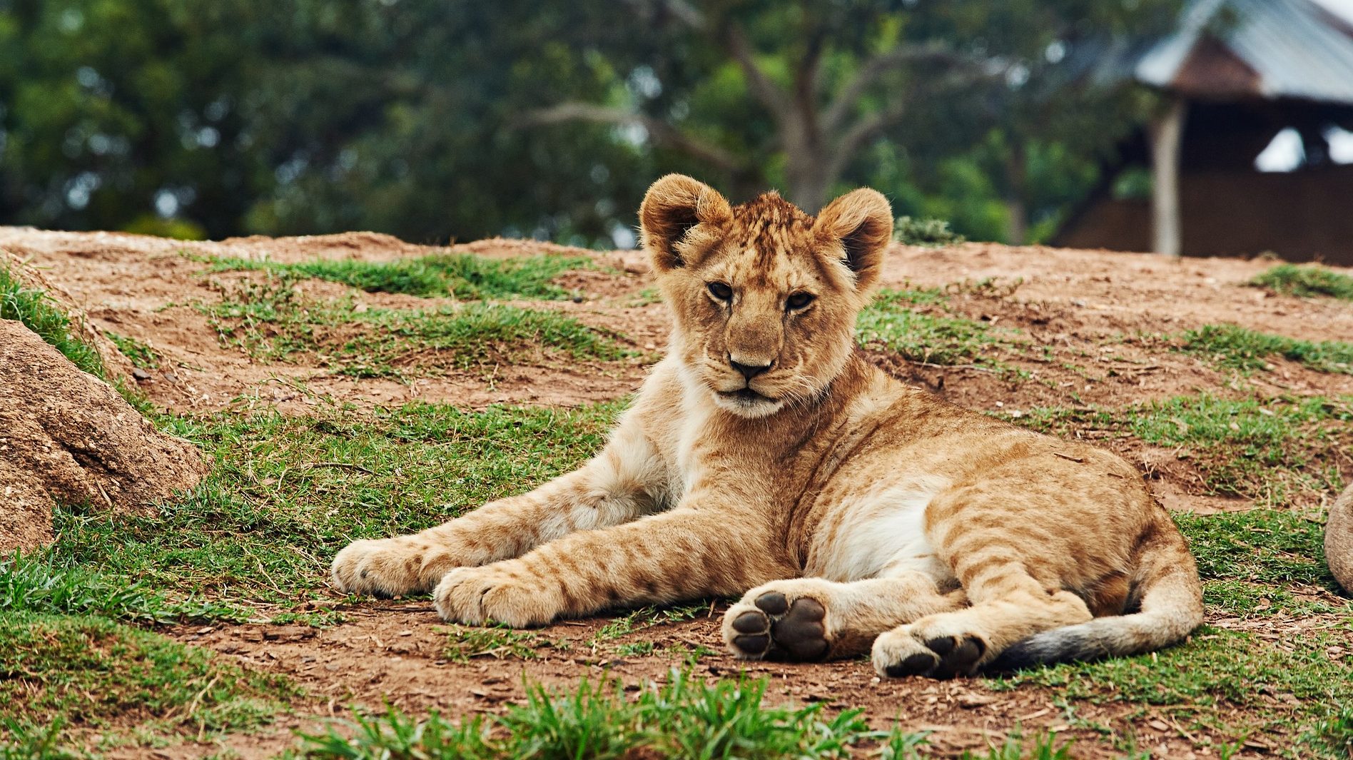 Varhelji i Viola Fon Kramon uključili se u pitanje zbrinjavanja lava iz Gnjilana 1