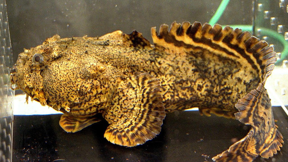 Ribe su imale gene da se prilagode životu na kopnu - dok su još plivale morima 1