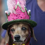 U Riju održan karneval za pse 2