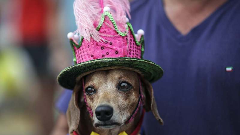 U Riju održan karneval za pse 1