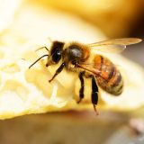 Kako klimatske promene ugrožavaju opstanak pčela? 14