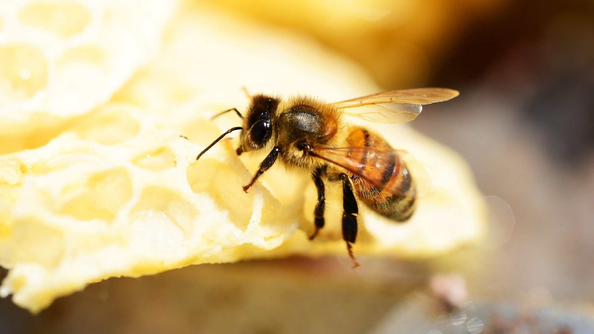 Kako klimatske promene ugrožavaju opstanak pčela? 1