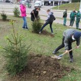Novogodišnje jelke nastavljaju život u naselju Stepa Stepanović 3