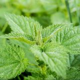 Za šta je sve kopriva korisna za naš organizam? 10