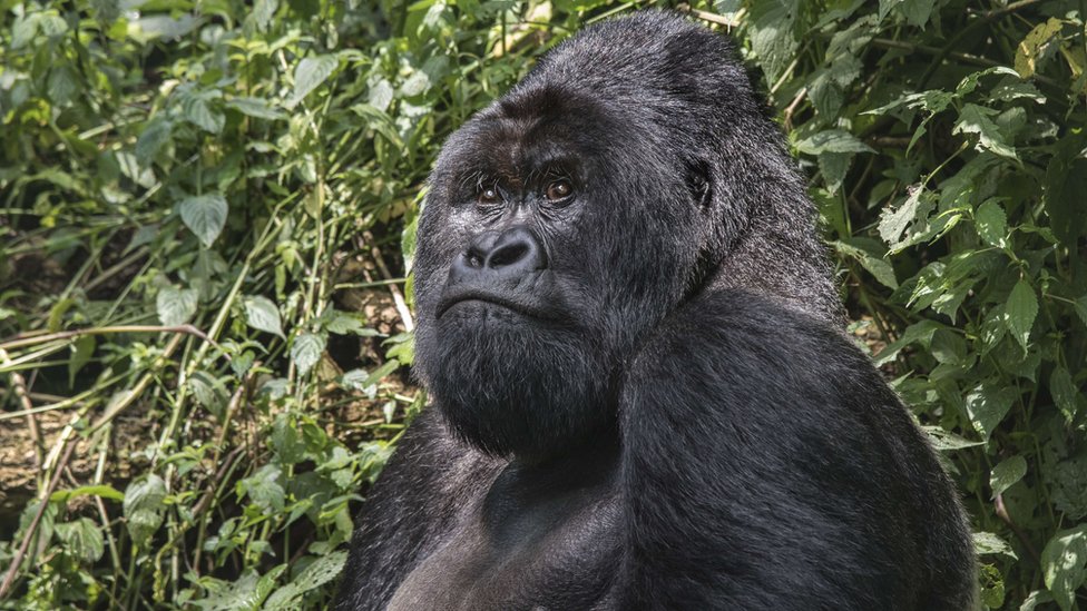 Životinje i Afrika: Spasavanje gorila u Kongu - jedan od najopasnijih poslova na planeti 3 A 25-year old silverback (male adult) mountain gorilla sits in the jungle of the Virunga National Park