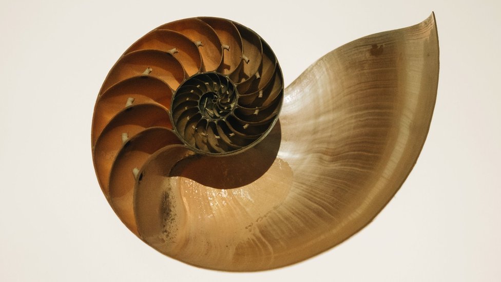 Bisected nautilus shell