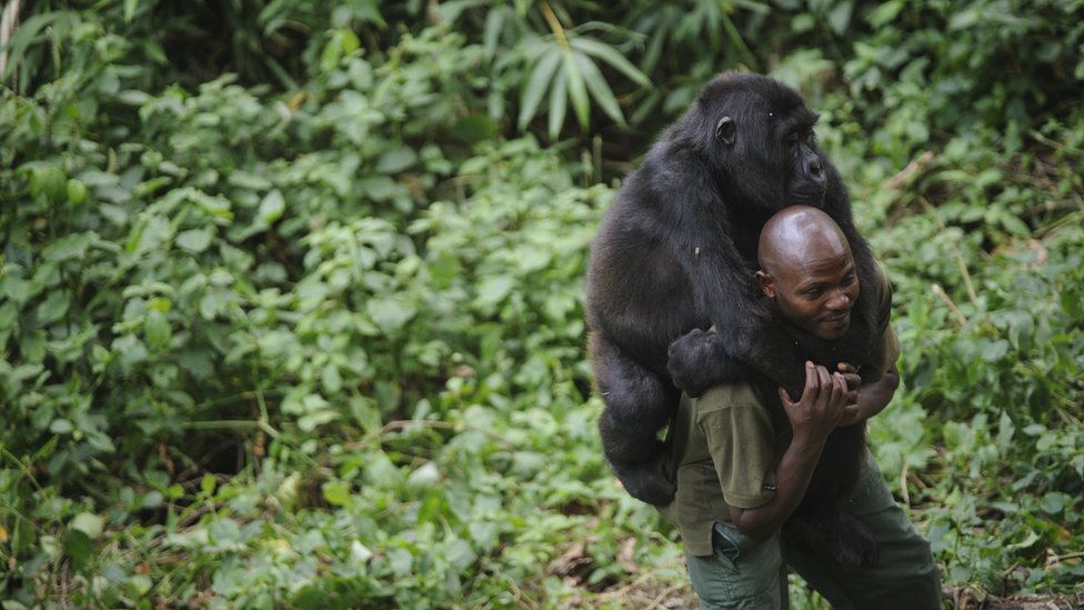 Životinje i Afrika: Spasavanje gorila u Kongu - jedan od najopasnijih poslova na planeti 1 A warden at the Virunga National Park plays with an orphaned mountain gorilla, which is piggybacking on his back