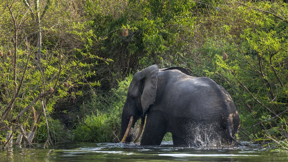 Životinje i Afrika: Spasavanje gorila u Kongu - jedan od najopasnijih poslova na planeti 6 A bull elephant bathes and drinks water on the Northern shores of Lake Edward inside Virunga National Park