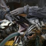 Fotografije i vesti: Moćne fotografije koje su obeležile dešavanja iz celog sveta u nedelji za nama 13. do 19. marta 2021. 2