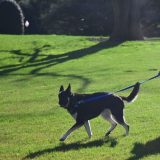 Amerika, Bela kuća i životinje: Bajdenov pas Major ponovo ujeda 10