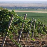 Kako klimatske promene utiču na kvalitet vina u Srbiji 7