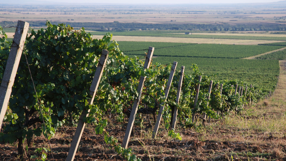 Kako klimatske promene utiču na kvalitet vina u Srbiji 1