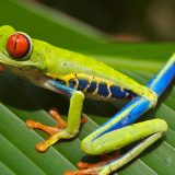 Centralna Amerika (2): Neobične tajne prirode 4