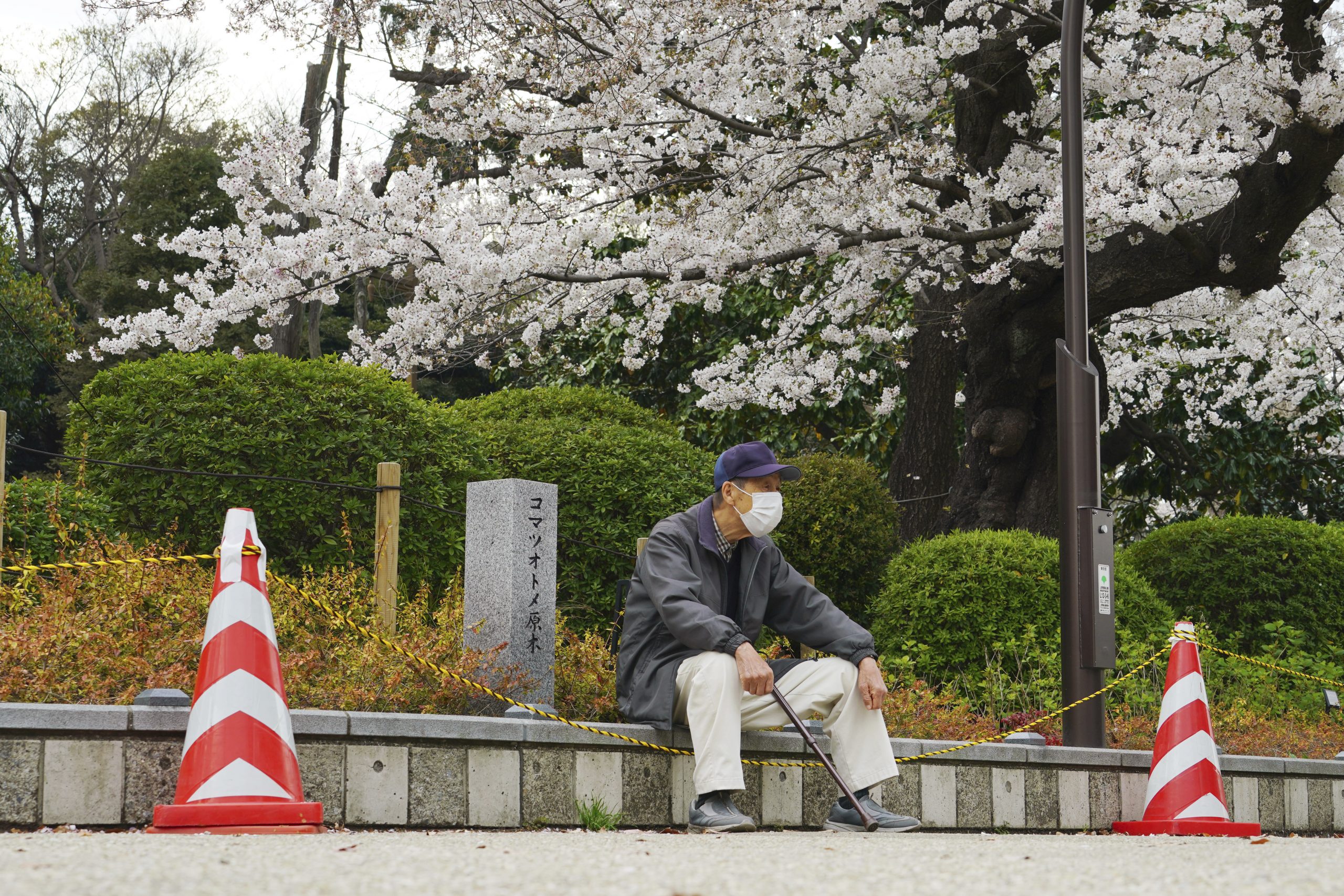 Cvetanje japanske trešnje ove godine počelo najranije u poslednjih 70 godina 1