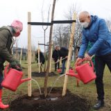 Zasađeno 189 stabala u okviru akcije "Drvo za Beograd" 11