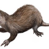 Otkrivena madagaskarska "luda zver" 6