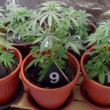 Uzgajao marihuanu u okolini Bajine Bašte 5