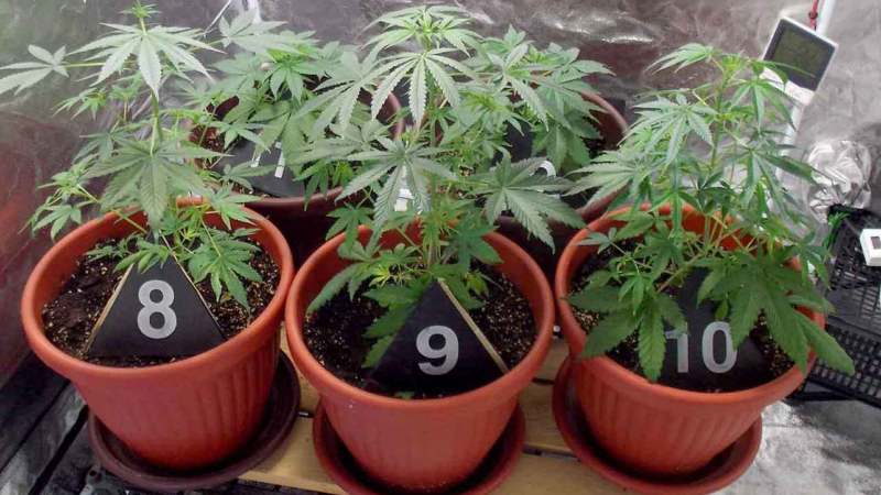 Uzgajao marihuanu u okolini Bajine Bašte 1