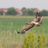 Orlovi krstaši se vraćaju u Srbiju 7