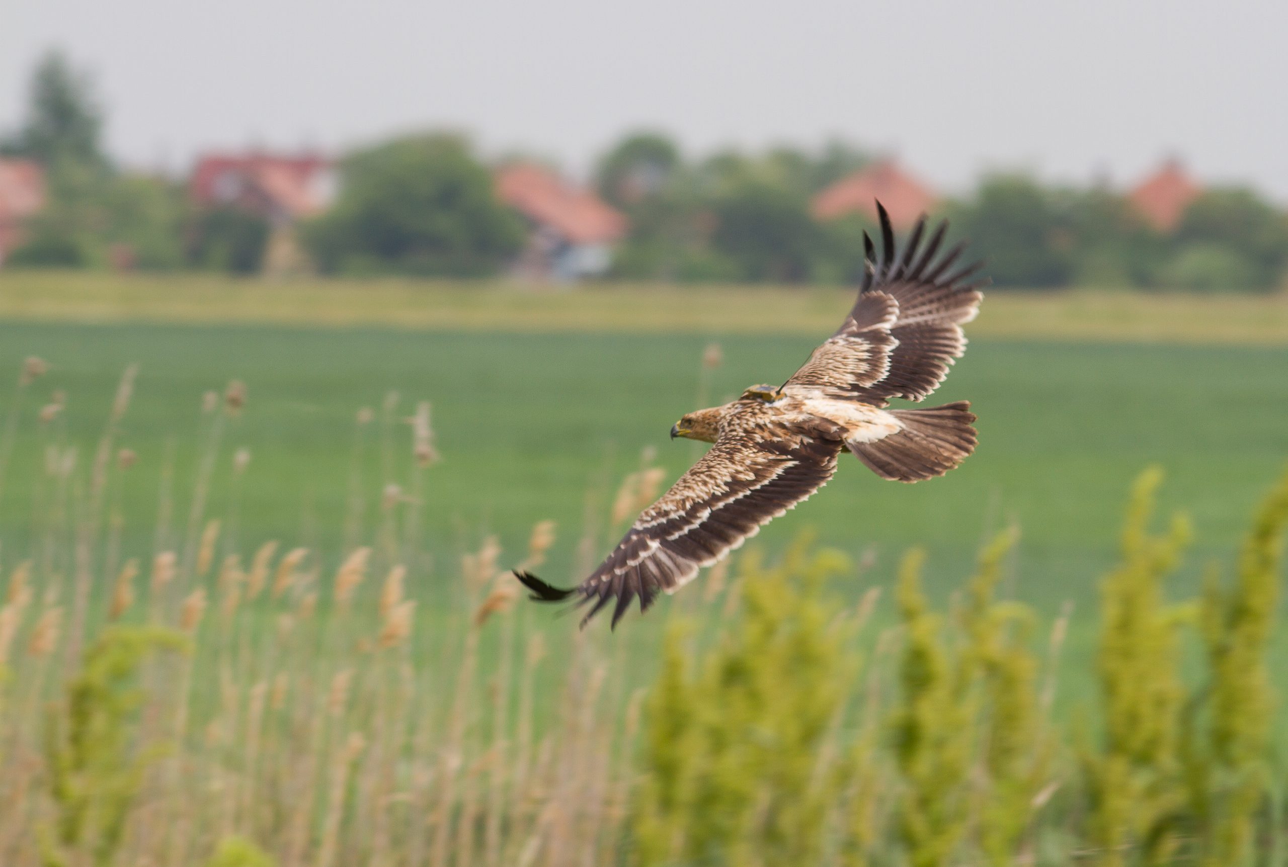 Orlovi krstaši se vraćaju u Srbiju 1