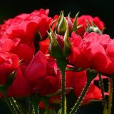 Miris ruže pomaže kod pamćenja i učenja 1