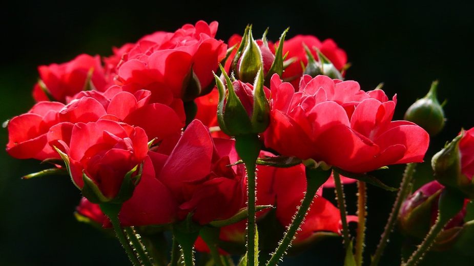 Miris ruže pomaže kod pamćenja i učenja 1