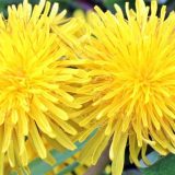 Za šta je sve lekovit maslačak? 8