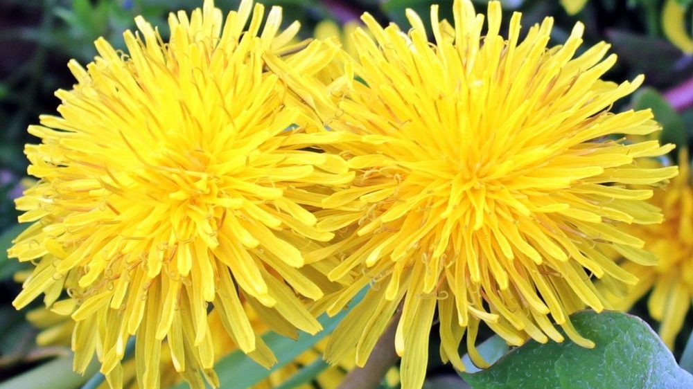 Za šta sve možete da upotrebite maslačak? 1