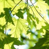 Umesto stare hrastove šume niče neprohodni bagremar 1