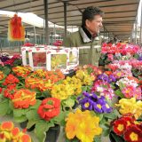 PKS: Veliki potencijal Srbije u cvećarstvu, potrebno udruživanje proizvođača 15