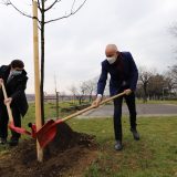 Gradonačelnik Radojičić sa ambasadorom Kuvajta posadio pedeset novih stabala 2