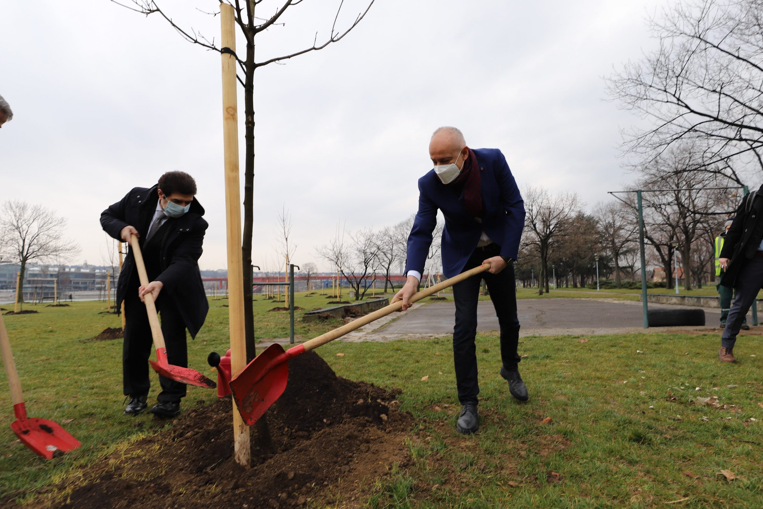 Gradonačelnik Radojičić sa ambasadorom Kuvajta posadio pedeset novih stabala 1