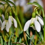 Danas počinje proleće 2