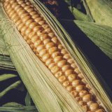 Lekoviti potencijal kukuruzne svile 2