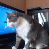 I Kristijan Golubović na onlajn času 13