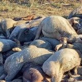 Inspekcija dezinfikuje humke, a tvrdi da nema uginulih svinja 7