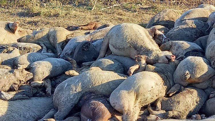 Inspekcija dezinfikuje humke, a tvrdi da nema uginulih svinja 1