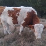 Deset godina nakon paorske "balvan revolucije" u Elemiru - krave zavadile selo 5