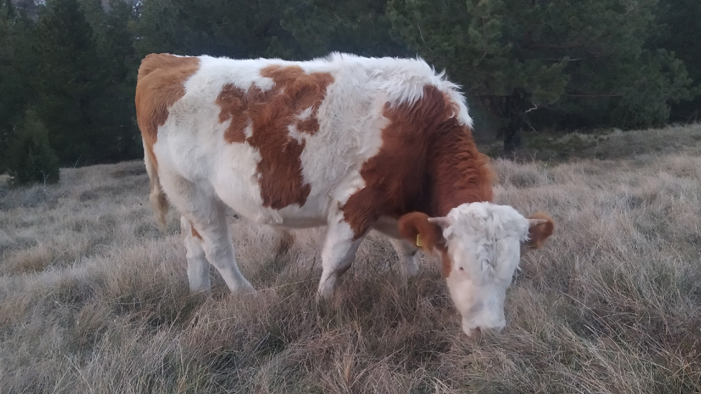 Deset godina nakon paorske "balvan revolucije" u Elemiru - krave zavadile selo 1