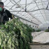 Policija u Barajevu pronašla laboratoriju za uzgoj marihuane 8