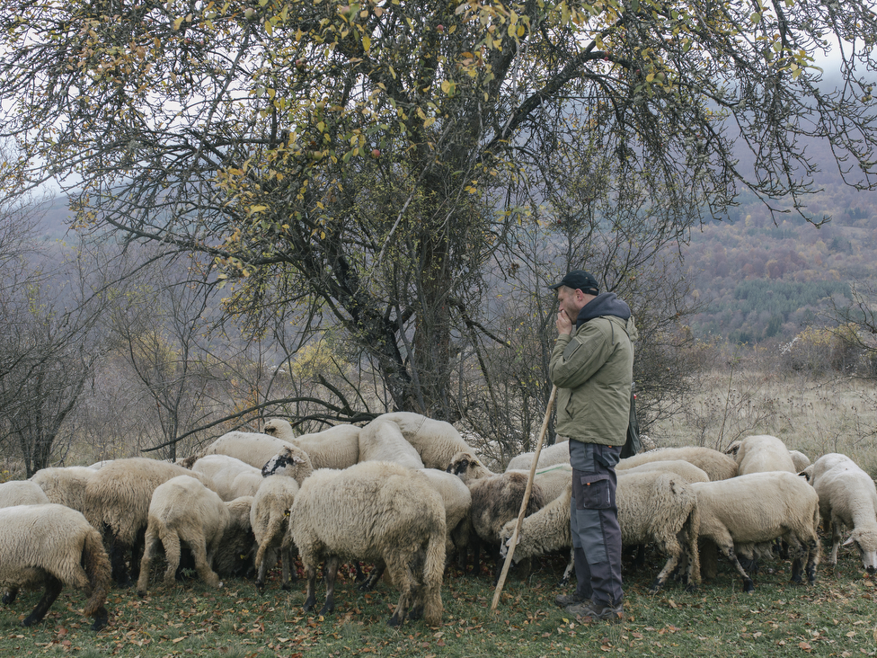 pastir, ovce