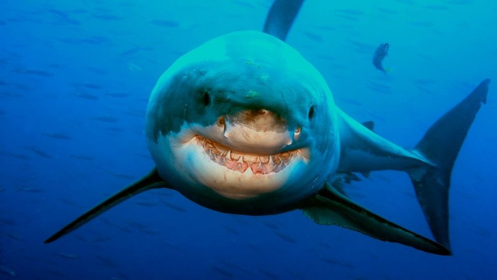 Great white shark