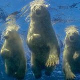 Životinje i ljudi: Amos Nahum - fotograf koji je ostvario „ludi san“ da pliva sa polarnim medvedima 3