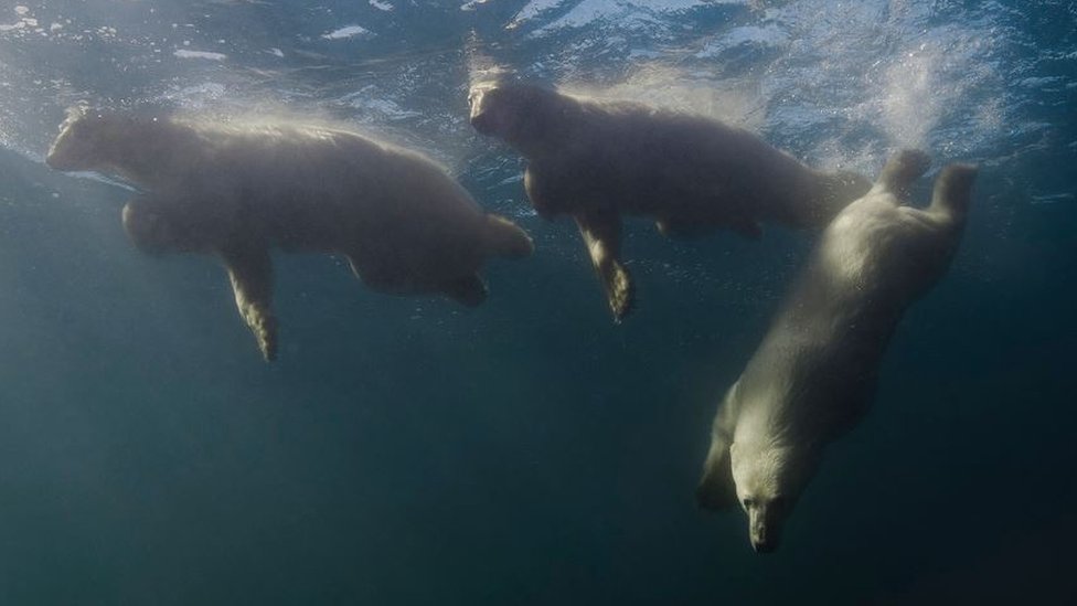 Three polar bears in Hudson Bay, the Arctic