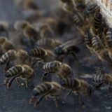Životinje i tehnologija: Kad se pčele i dronovi udruže u traženju mina u Bosni i Hrvatskoj 6