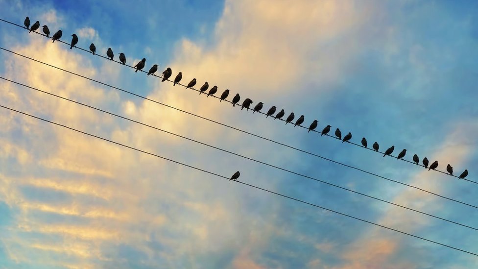 Birds on electric cables - they are all on the same cable, except for one who is standing alone in the parallel cable