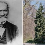 Josif Pančić i omorika: Kako je naučnik otkrio „ledenu lepoticu" 7